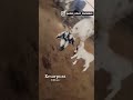 #qadri_goat_farming #goats #goatfarminglife #goatkids