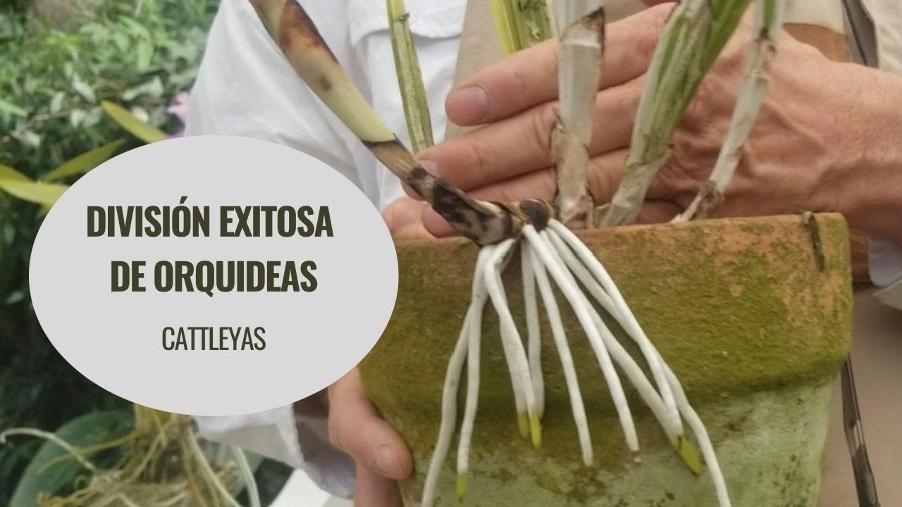 Division exitosa de orquídeas ‐ Cattleya ‐ Alma del Bosque
