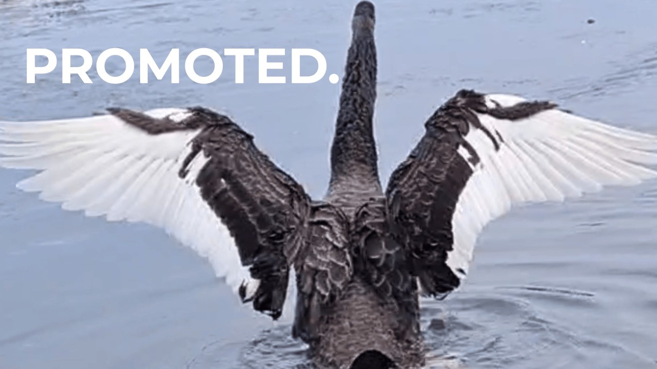 PROMOTED   Cinematic Black Swan Leadership in the Wild 1