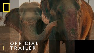 Official Trailer | Jungle Animal Rescue | National Geographic Wild UK