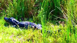 Alligator By The Trail, Central Everglades National Park, Florida