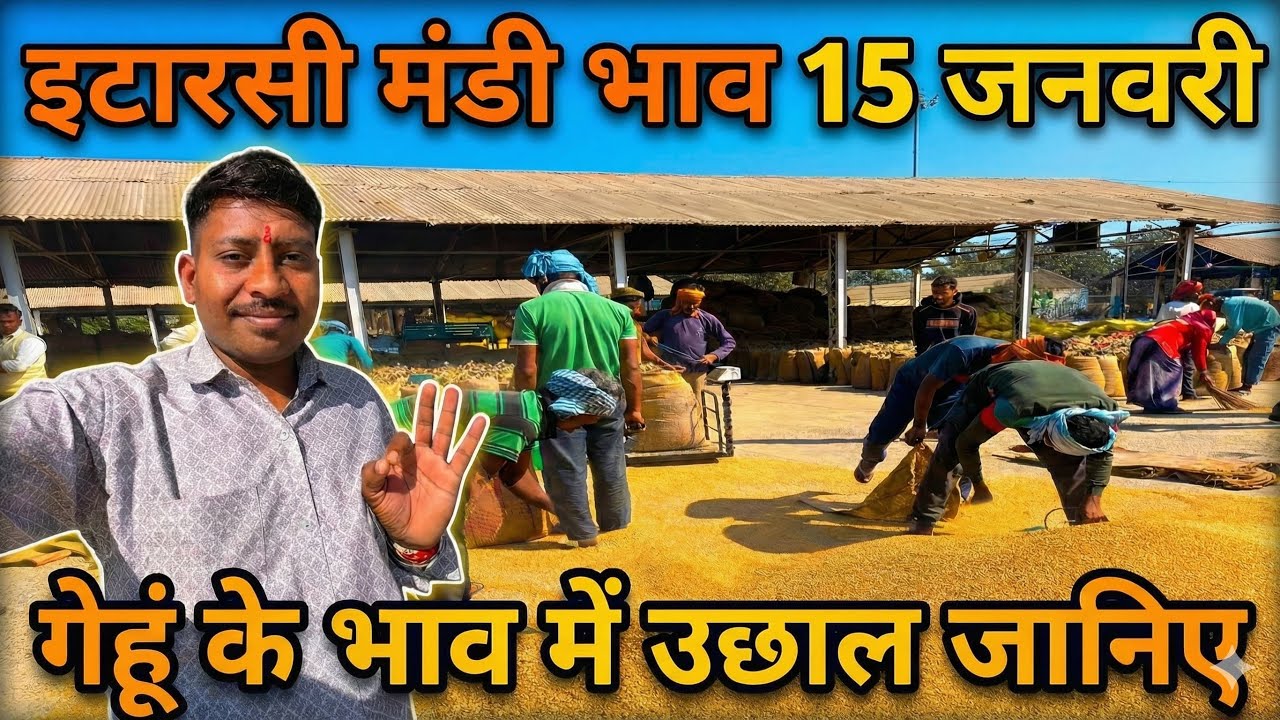 गेहू 🌾के भाव में उछाल आया जानिये 🙏🏻