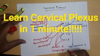 Draw Cervical Plexus in 1 minute!!