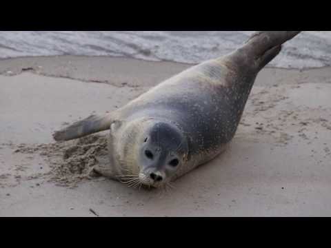 Phoque veau-marin (Phoca