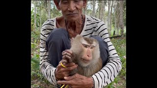 Big Juicy Coconuts!! Monkeys help with Harvest.. #thailand #monkey #coconut