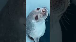 A seal demonstrates how it closes its nostrils underwater #9gag #seal