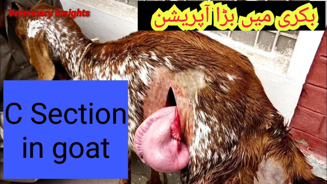 C Section in goatUterine torsion in goatClosed birth canalDystocia
