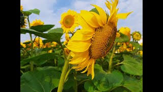 Espèces I Species Helianthus Annuus, Tournesol, Sunflower