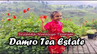 Damro Tea Factory Nuwara Eliya Srilanka  | Srilanka Tea Factory Tour | Srilanka Tour