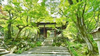 Kyoto Travel Vlog Must-Visit Wonderful Temples And Street Food