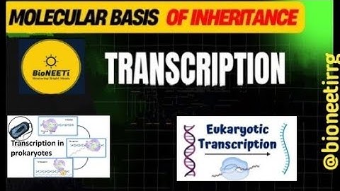 Transcription In Prokaryotes & Eukaryotes ‎⁨ Neet NCERT Molecular Basis Of Inheritance@bioneetirrg