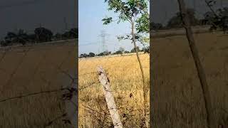 my life is very gaon ki video #automobile #nature #noidarealty #hyundaisantro #tataharrier