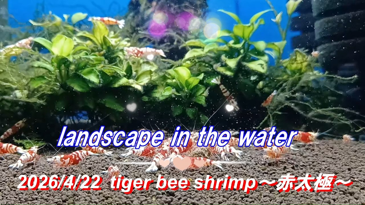 2026/4/22 landscape in the water #タイガービーシュリンプ #赤太極