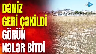 Xəzər Dənizi Geri Çəkildi, Yeni Bitki Növləri Bitməyə Başladı Astaradan Görüntülər
