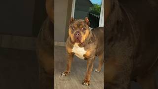 दुनिया के 5 सबसे वफादार कुत्ते||top 5 most loyal dogs in the world 🌍|| #shorts #pitbull