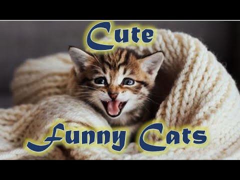 Cute and Funny Cat Videos to Keep You Smiling! 