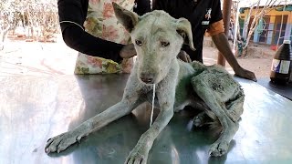 A very old, confused dog with terrible wound rescued