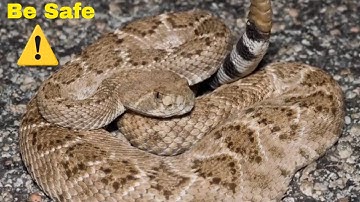 Rattlesnake: identifying texas rattlesnakes how to avoid getting bit  and what to do if you are bit