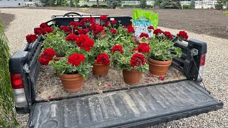 Last Chance to Trim the Boxwoods + Planting RED Flowers! ✂❤ // Garden Answer