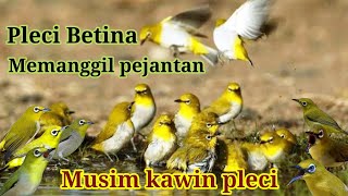 Terbaru..!!! Pleci betina birahi memanggil pejantan. Sangat ampuh buat pancingan pleci.