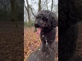I am thinking of you! #dog #pet #cutedog #dogvideos #dogshorts #shorts