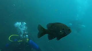 Diving Vortex Springs! (CAVE DIVING!)