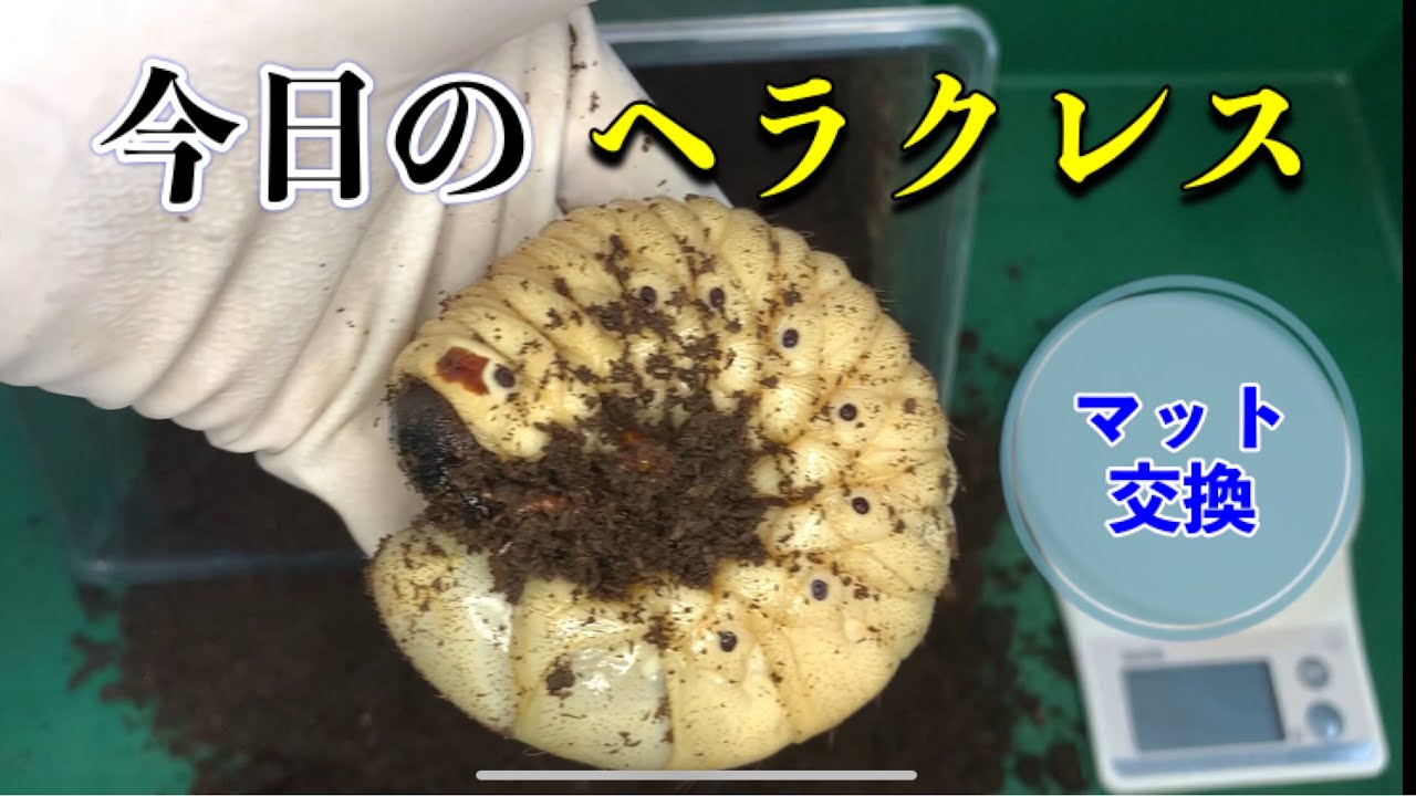 我が家で育てたヘラクレスオオカブトとメザスタ交換してくれませんか？ 🪵✨ヘラクレスオオカブトのマット交換✨🪵 成長に欠かせない大事な