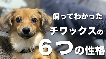 Download チワワ ダックス ミックス Mp4 Mp3 Download チワワ ダックス ミックス Mp4 Mp3