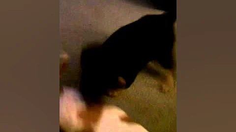 Trying to hump lucy