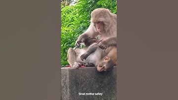 Great mother safety awareness information #monkey #greatmother #youtube#funnyanimal