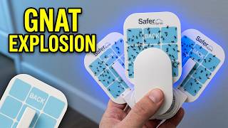 Safer Home Indoor Plug-in Fly Trap: WOW - I Need To Order About 50 More Now!!