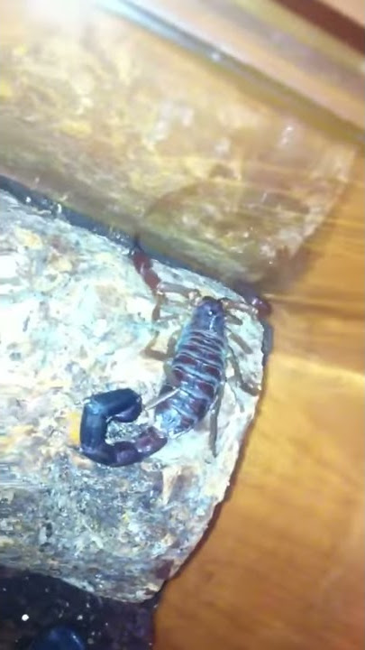 Grosphus Madagascariensis scorpion
