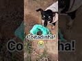😭 NAO PASSE ESSE VÍDEO! #cachorro #shortsfeed #pets #likesharesubscribe