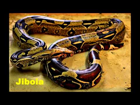Vídeo: Quais Cobras São Consideradas Não Venenosas