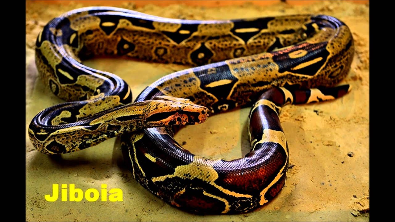 Featured image of post Imagens De Cobras Não Venenosas : Cobras venenosas, deuses gregos, fundos, tumblr wallpaper, monsta x minhyuk, deuses e deusas gregas, tatuagens casamento, blogs de.