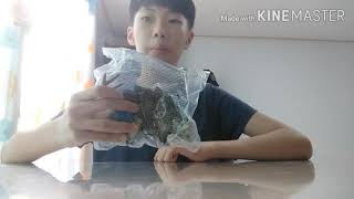 슐라이히 스테고사우루스 피규어 리뷰 [승짱토이]