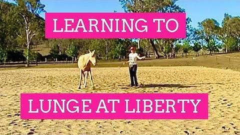 Horse Positive Reinforcement Session: First Steps In Liberty Free Lunge | LaraCoventryCox.com