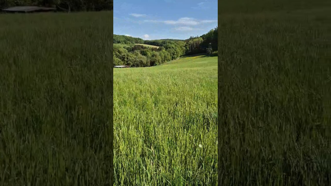 Der grüne Odenwald im Mai / Green nature of German Odenwald in May 2025 | 