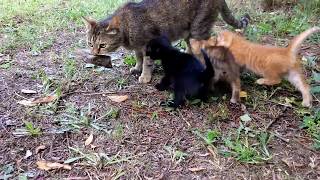 Anne Kedi canlı serçe getiriyor. En güçlü yavru serçeyi yiyor!