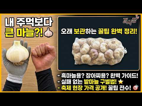 [산지직송] 남해마늘 10kg에 이 가격?! 난지형 마늘 제대로 고르는 법과 밭마늘 구별법 완벽 정리