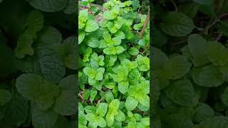 Grow #mint#organicherbs #mintleaves #rooftopgarden #wegrowsrilanka #satisfying #reallifesrilanka