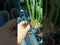 Genius Hack Growing Garlic Hydroponically in a Fish Tank!