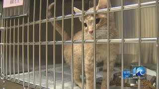 Deanna LeBlanc on Virginia bill aimed at PETA
