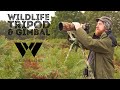 A tripod kit just for wildlife photographers from Sirui