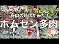 153【多肉植物】新春