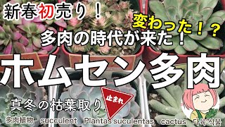 153【多肉植物】新春