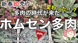 153【多肉植物】新春