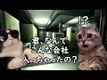 「あっ、ここブラック企業かも…」と思う瞬間あるある【猫ミーム】