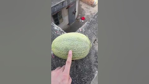 Experiment: Will watermelons explode if they roll down from a tall building? #shorts
