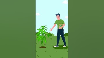Cannabis Nutrients